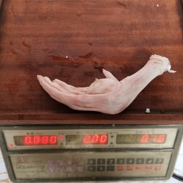 大鸭掌7~8个一斤大鸭脚一箱20斤鲍汁扣掌专用无瘀血