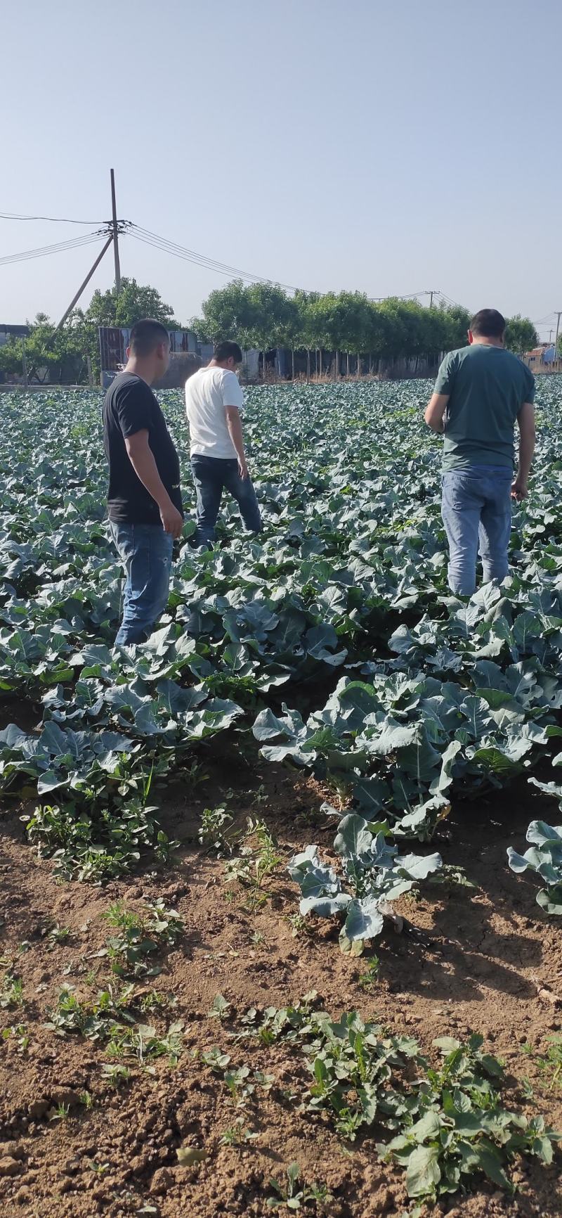 内蒙古呼伦贝尔西兰花基地1709耐寒