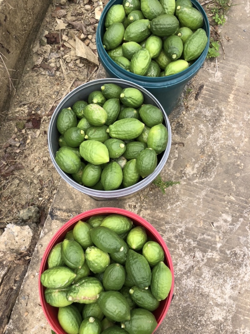 广东四季无籽香水柠檬苗好好好好好好好，，