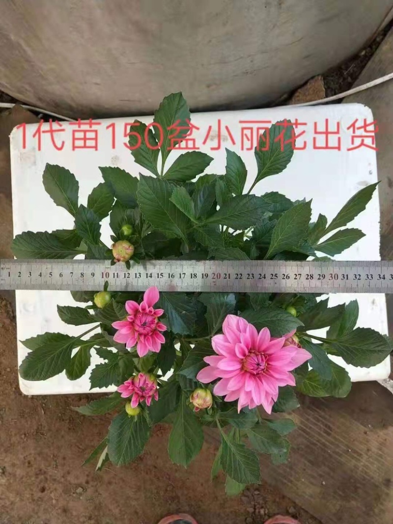 小丽花盆栽苗，精品小丽花，150盆栽苗，花色多，花期长