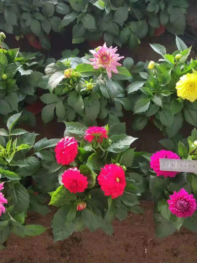 小丽花盆栽苗，精品小丽花，150盆栽苗，花色多，花期长