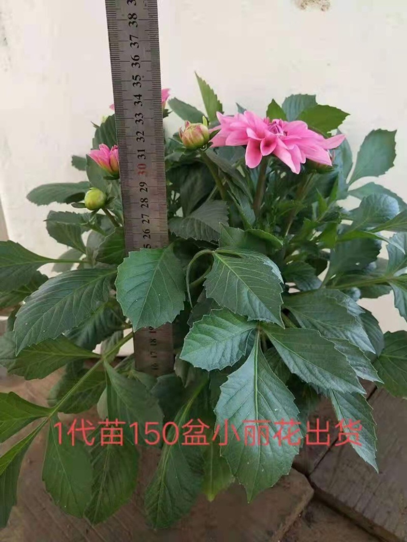 小丽花盆栽苗，精品小丽花，150盆栽苗，花色多，花期长