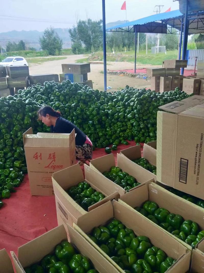 【优选】圆椒青椒大量上市整车代发货源充足全国发货欢迎采购