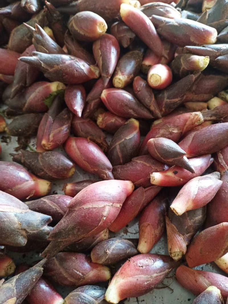 云南文山洋菏洋河阳菏阳和阳呵鲜货红货精品洋菏芽
