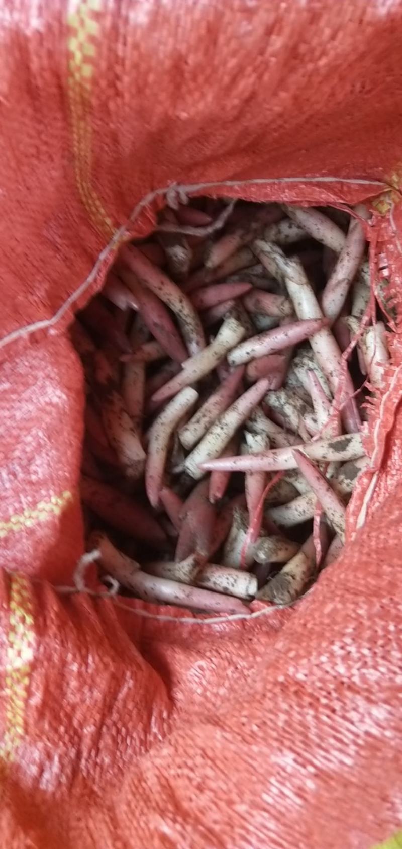 云南文山洋菏洋河阳菏阳和阳呵鲜货红货精品洋菏芽