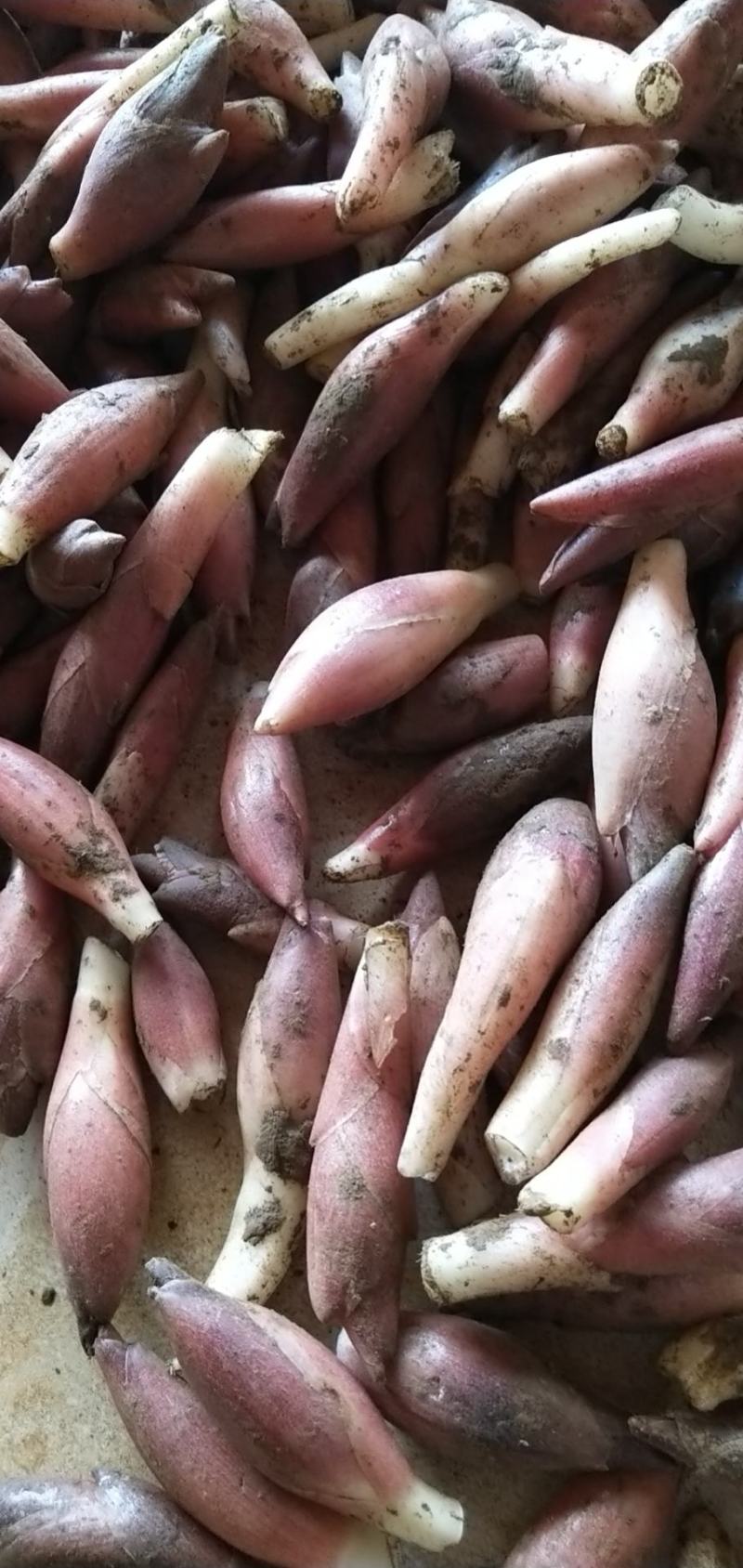 云南文山洋菏洋河阳菏阳和阳呵鲜货红货精品洋菏芽