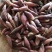 云南文山洋菏洋河阳菏阳和阳呵鲜货红货精品洋菏芽