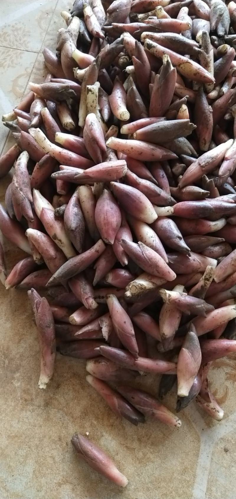 云南文山洋菏洋河阳菏阳和阳呵鲜货红货精品洋菏芽
