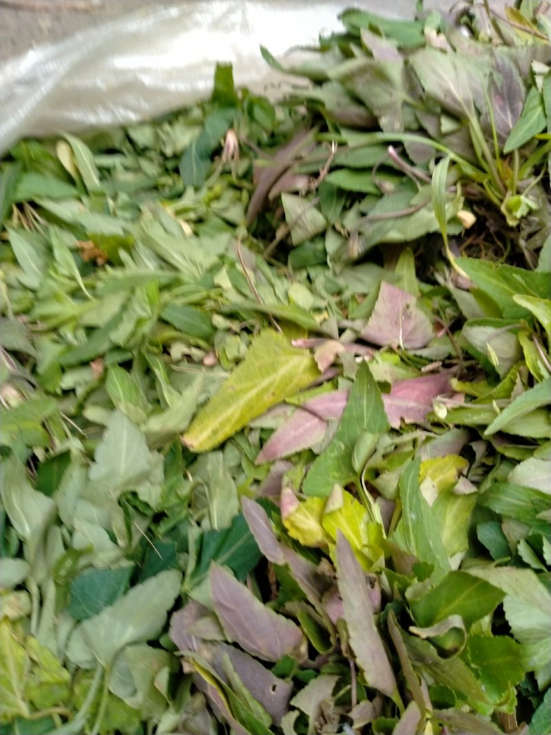 岳池野生紫花地丁