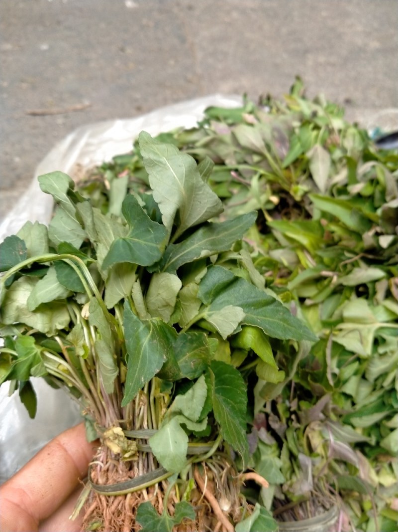 岳池野生紫花地丁