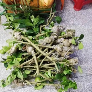 广东无籽香水柠檬苗