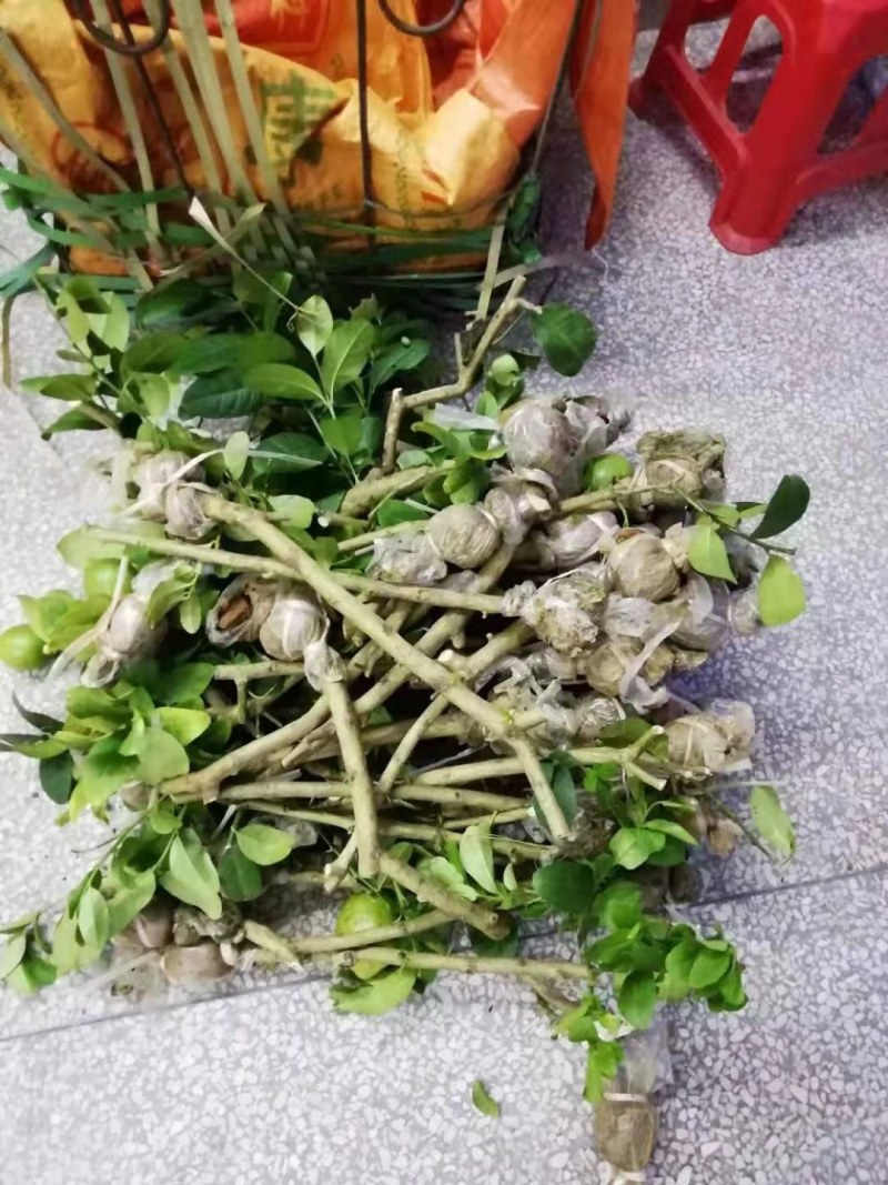 广东无籽香水柠檬苗