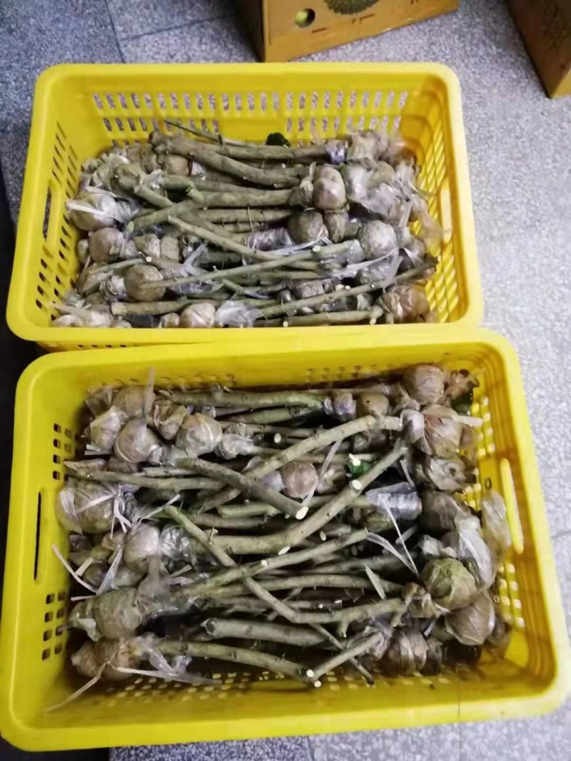 广东无籽香水柠檬苗