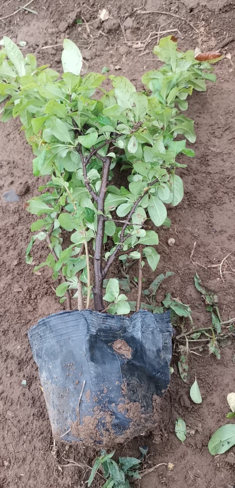 贴梗海棠皱皮木瓜大杯小杯基地现货大量供应价格便宜