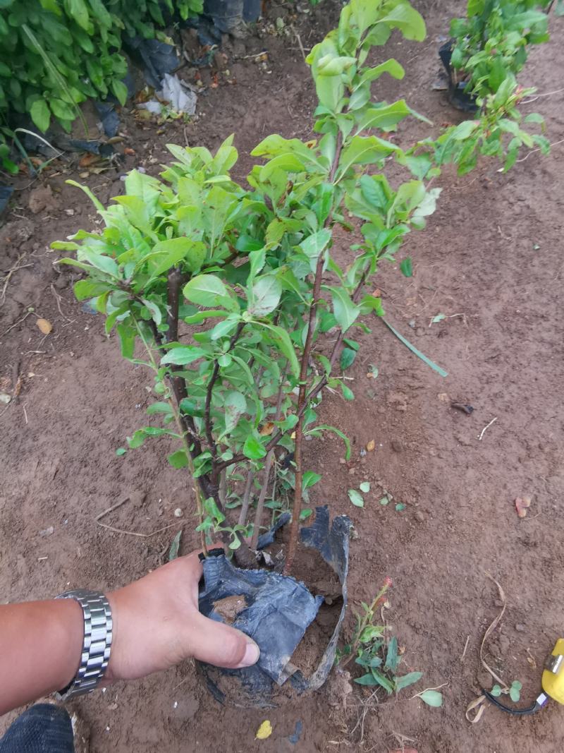 贴梗海棠皱皮木瓜大杯小杯基地现货大量供应价格便宜