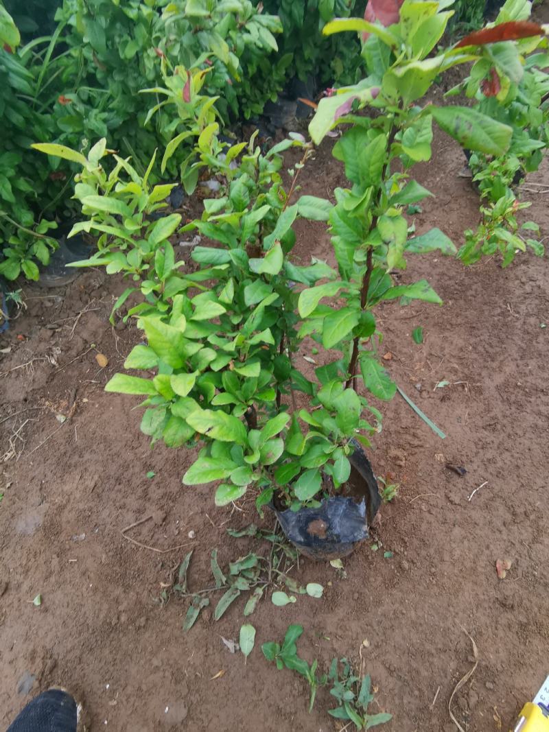 贴梗海棠皱皮木瓜大杯小杯基地现货大量供应价格便宜