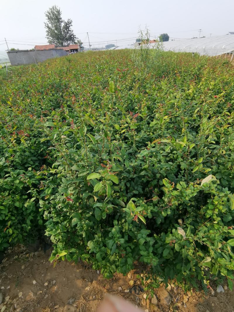 贴梗海棠皱皮木瓜大杯小杯基地现货大量供应价格便宜
