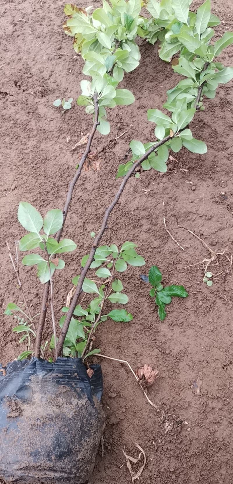 贴梗海棠皱皮木瓜大杯小杯基地现货大量供应价格便宜