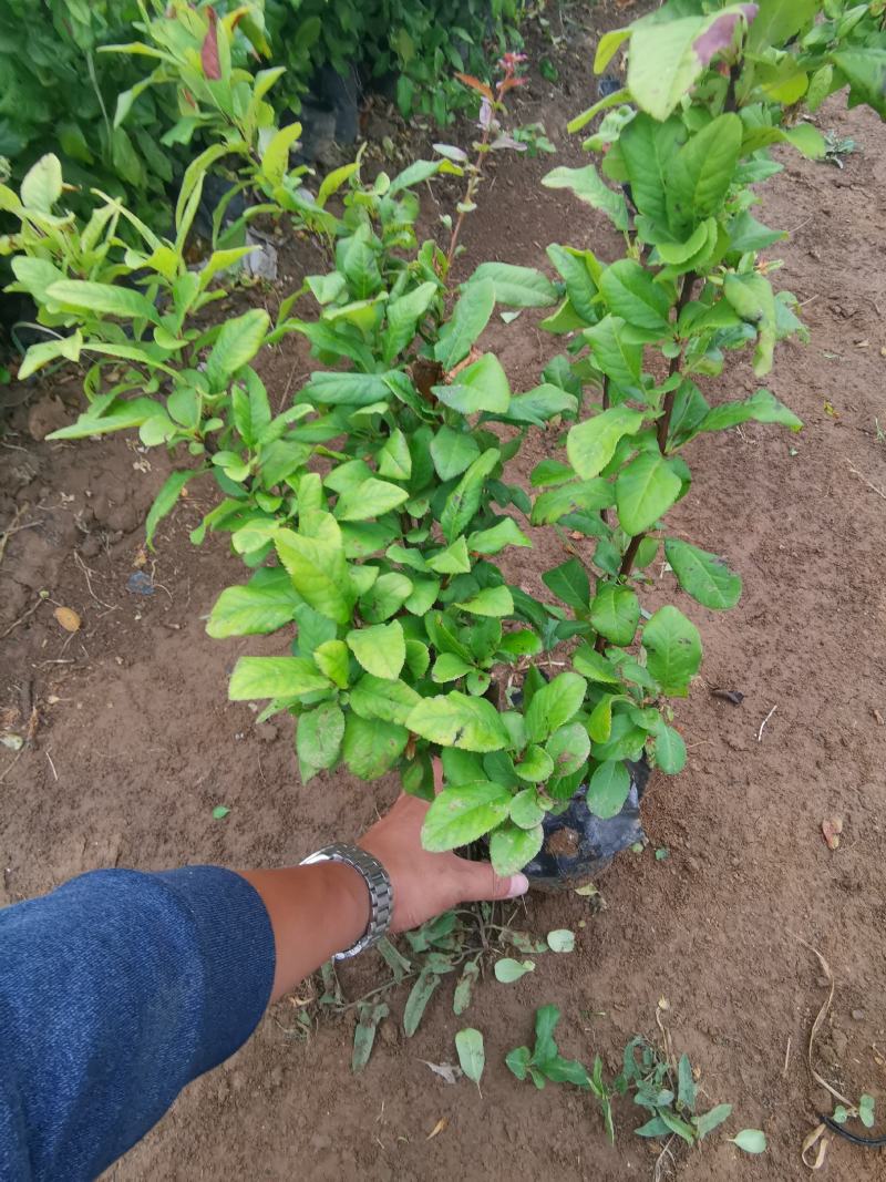 贴梗海棠皱皮木瓜大杯小杯基地现货大量供应价格便宜