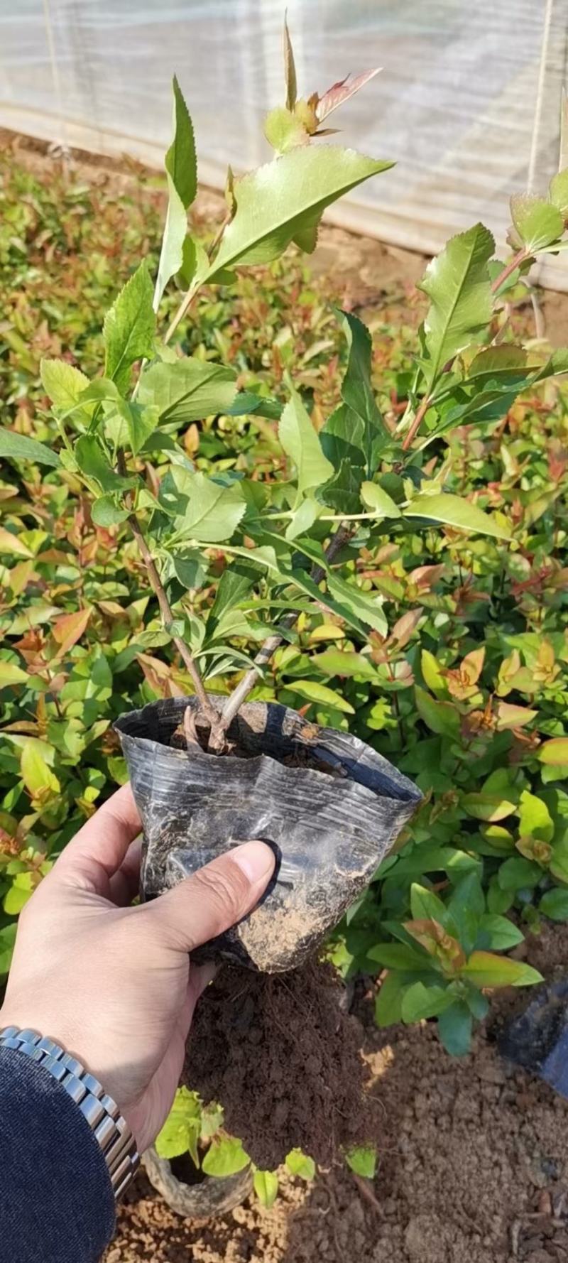 贴梗海棠皱皮木瓜大杯小杯基地现货大量供应价格便宜