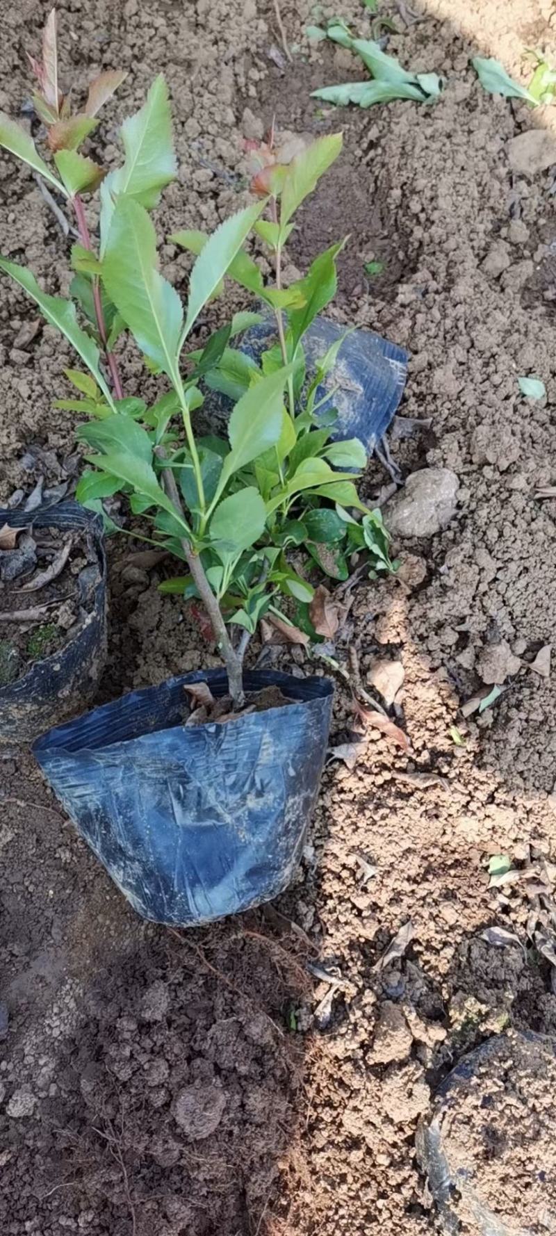 贴梗海棠皱皮木瓜大杯小杯基地现货大量供应价格便宜
