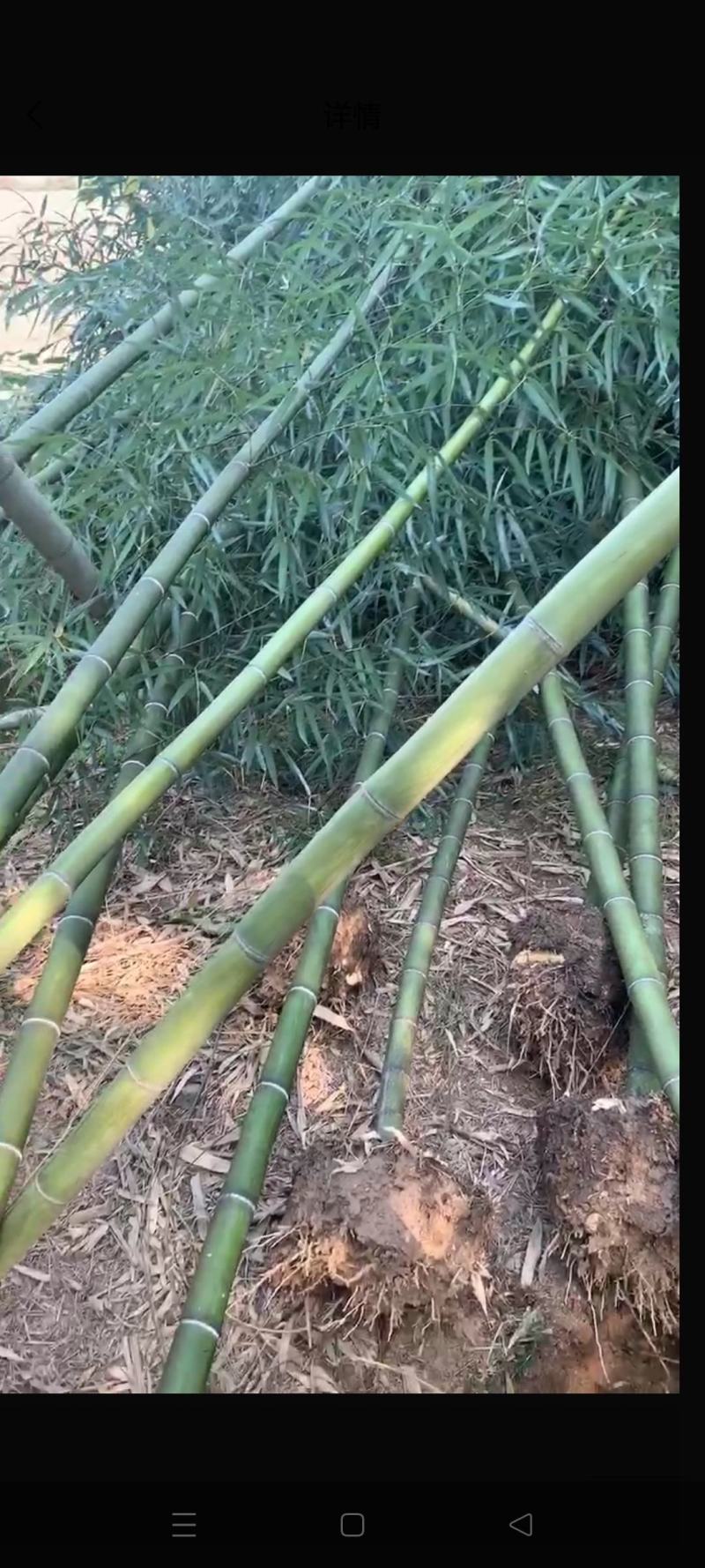 大量竹子出售钢竹雷竹水竹毛竹紫竹品种规格齐全