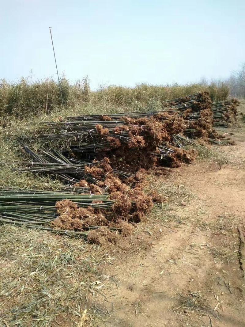 大量竹子出售钢竹雷竹水竹毛竹紫竹品种规格齐全