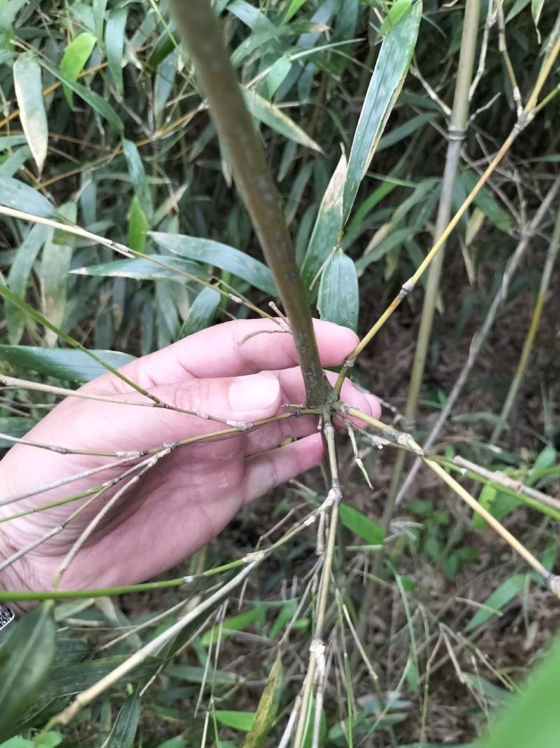 大量竹子出售钢竹雷竹水竹毛竹紫竹品种规格齐全