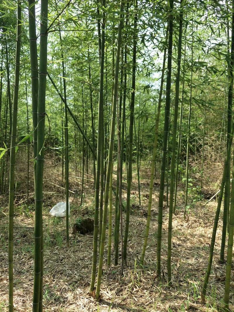 大量竹子出售钢竹雷竹水竹毛竹紫竹品种规格齐全