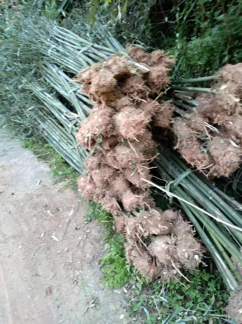 大量竹子出售钢竹雷竹水竹毛竹紫竹品种规格齐全