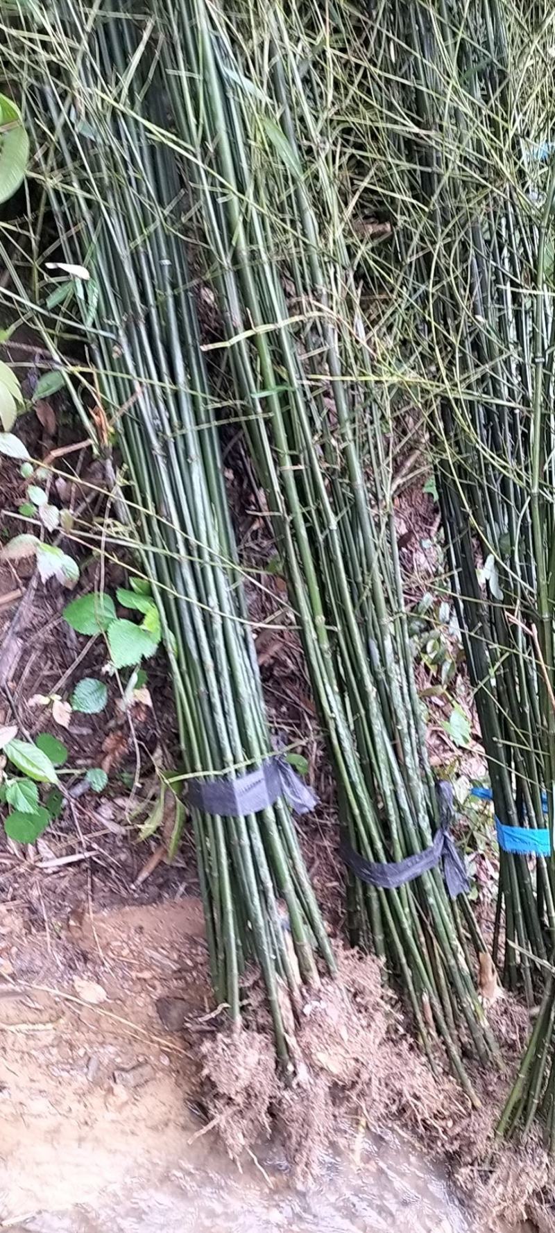 大量竹子出售钢竹雷竹水竹毛竹紫竹品种规格齐全