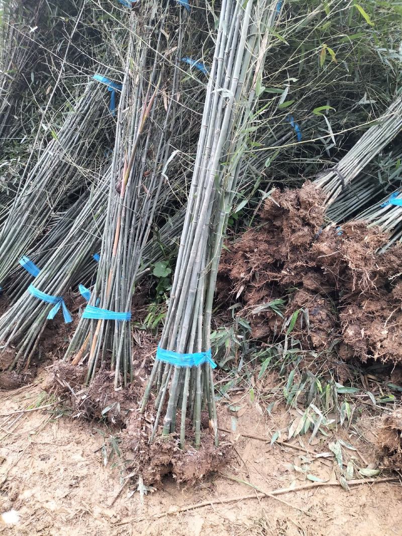大量竹子出售钢竹雷竹水竹毛竹紫竹品种规格齐全