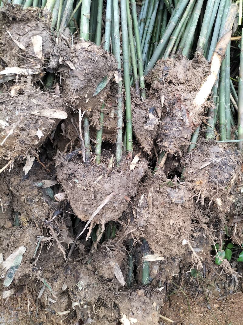 大量竹子出售钢竹雷竹水竹毛竹紫竹品种规格齐全