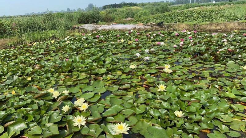 睡莲全芽睡莲苗睡莲块根盆栽睡莲基地自产自销