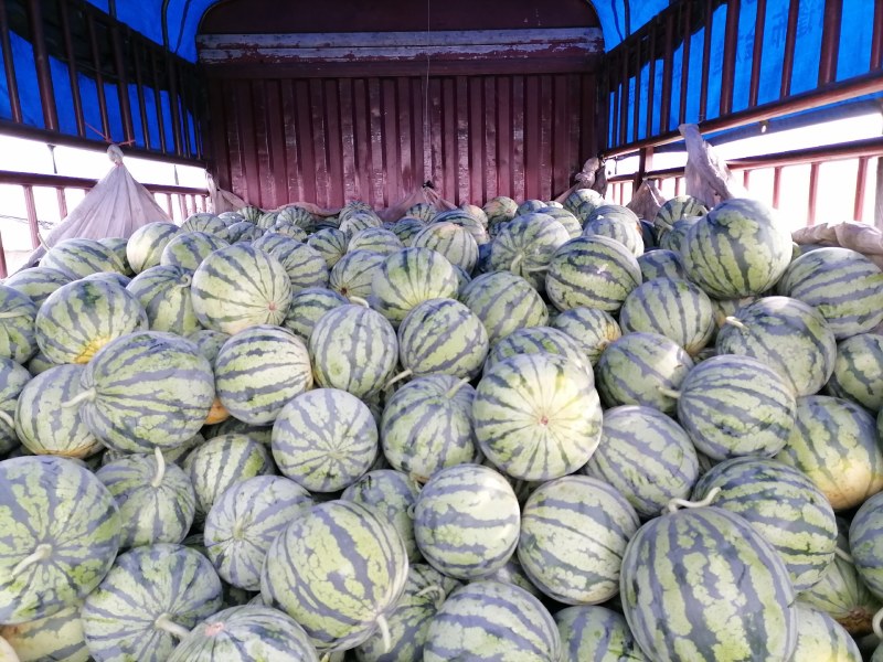 美都大棚精品西瓜、果型周正，大小均匀，包熟包甜