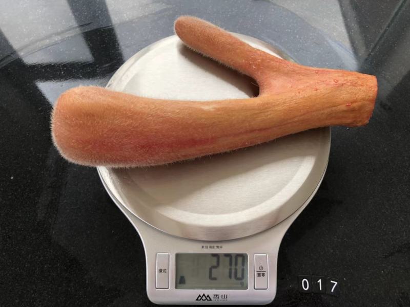 梅花鹿鲜鹿茸整支，头茬二杠精品鹿茸，泡酒煮粥煲汤炖鸡