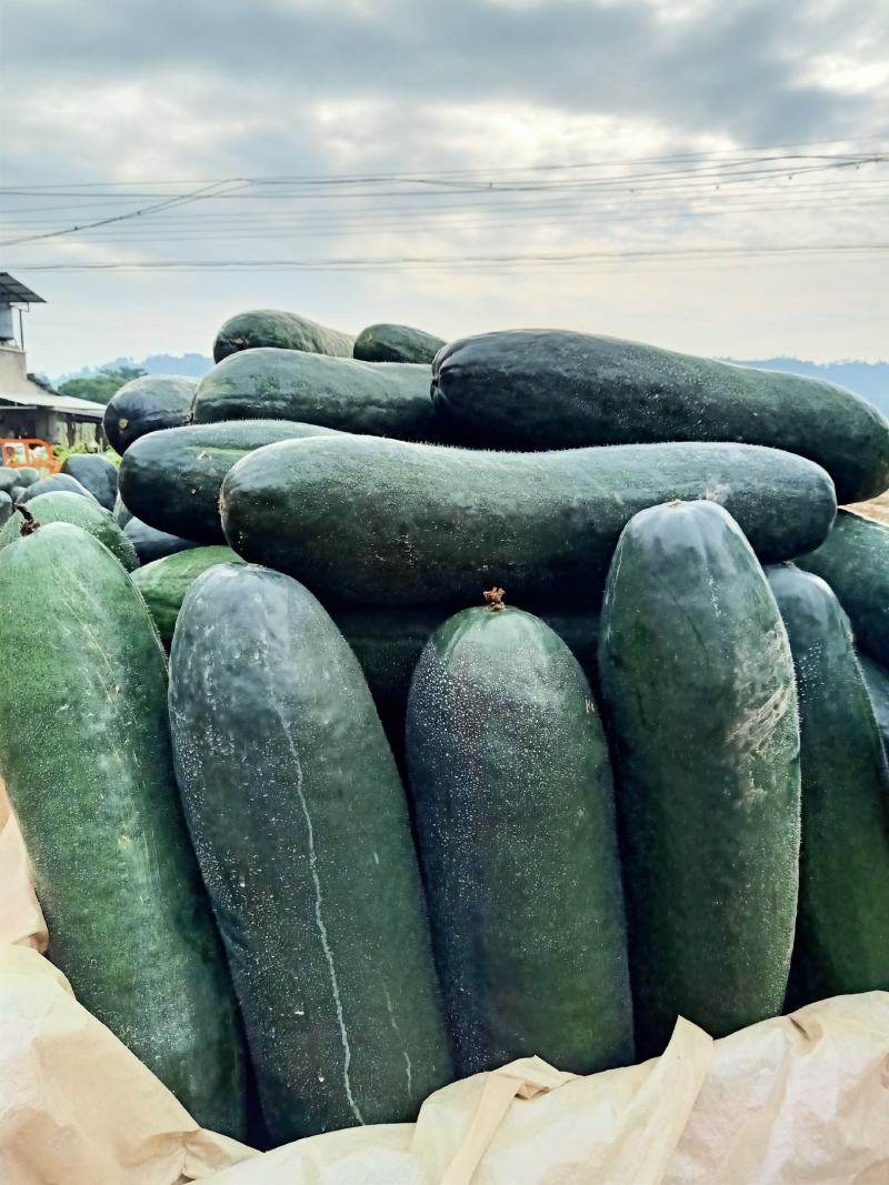 黑皮冬瓜