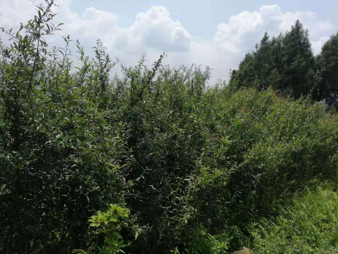 矮化木瓜植株示意图