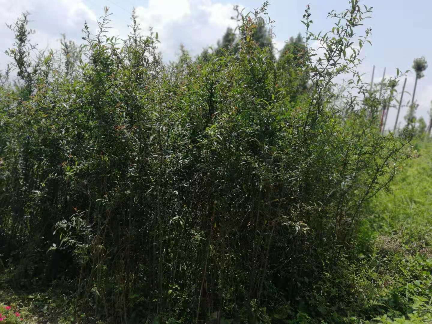 展示木瓜典型掌状分裂叶片的高清图片 木瓜叶片形态图