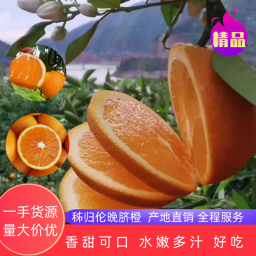 【精品伦晚脐橙】挂树鲜果看货采摘纯甜江边货入口即化