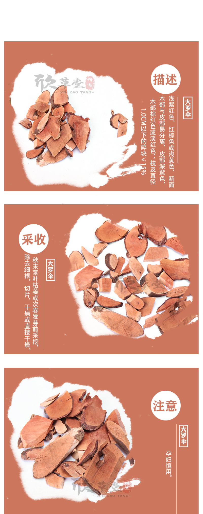 大罗伞（朱砂根、平地木、红罗盘）