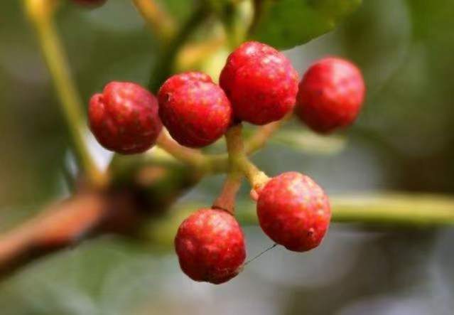 火龙果标准化施肥操作示意图