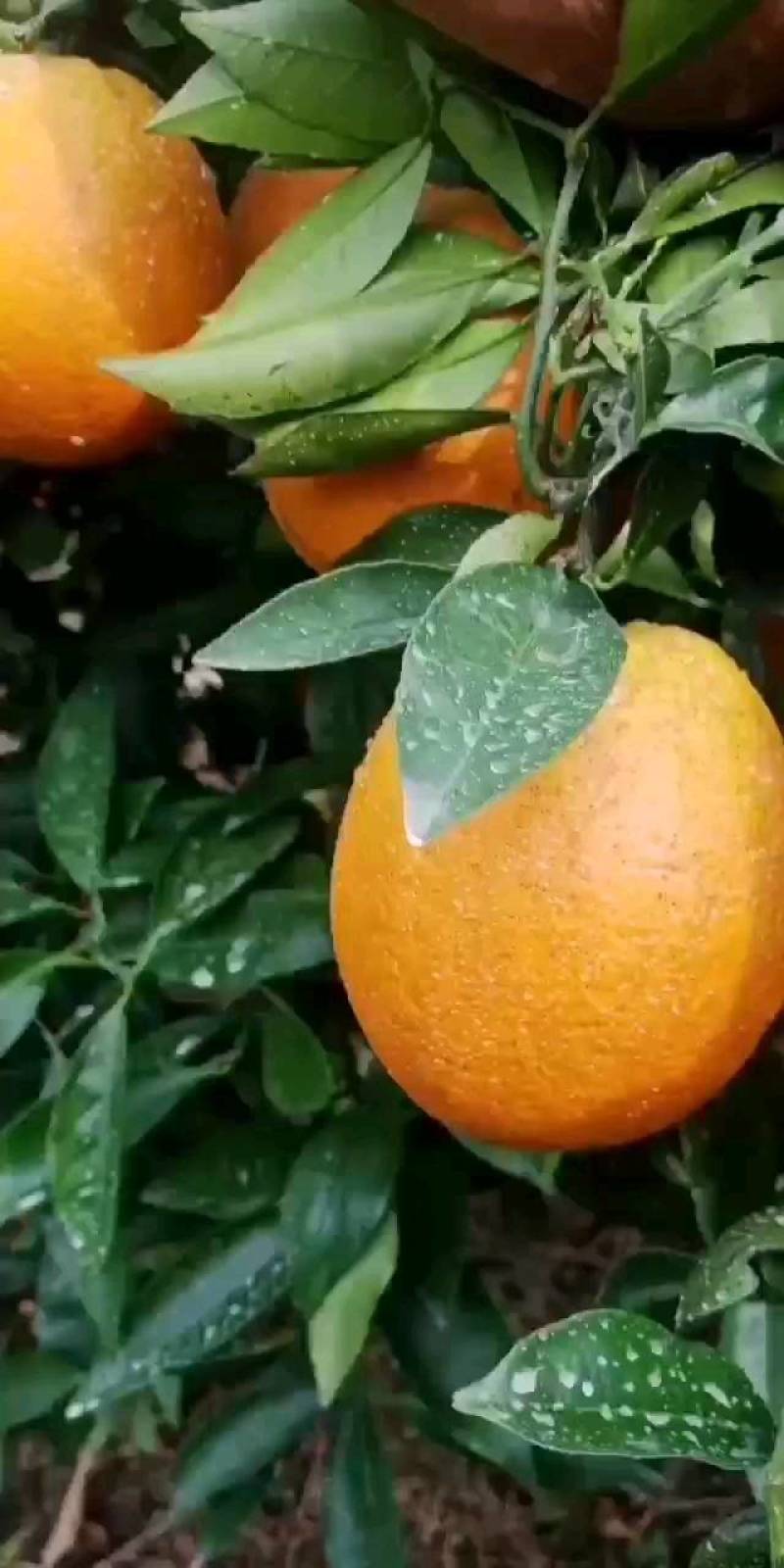 橙子，脐橙颜色红，口感甜.果面光滑水分充足。