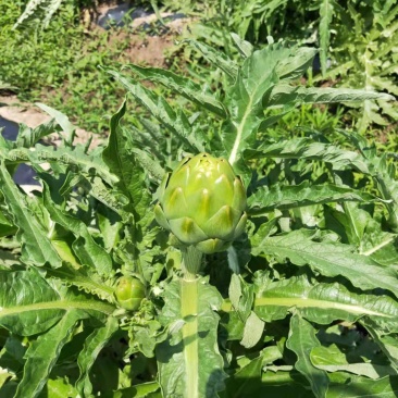 特种蔬菜—朝鲜蓟（洋蓟）进口品种，多年生