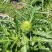 特种蔬菜—朝鲜蓟（洋蓟）进口品种，多年生