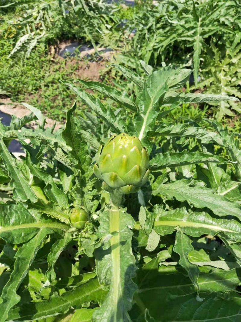 特种蔬菜—朝鲜蓟（洋蓟）进口品种，多年生