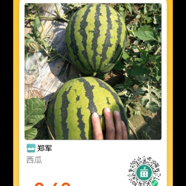 甜王西瓜