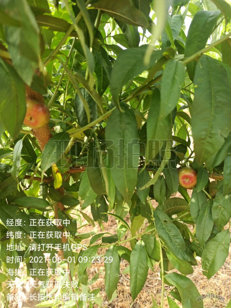 【推荐】自产自销油蟠桃，口感脆甜，