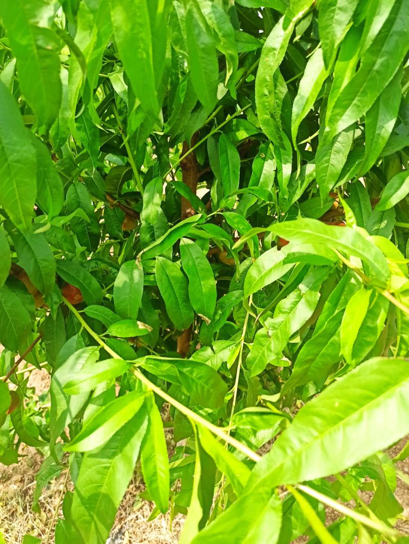 【推荐】自产自销油蟠桃，口感脆甜，
