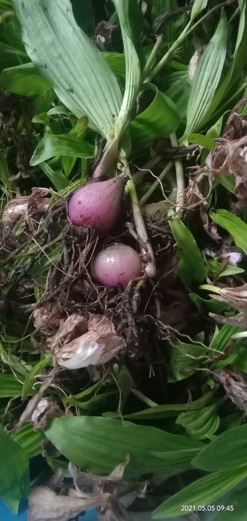 冰球子种苗，成品